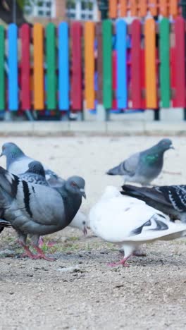 palomas en un parque