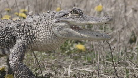 caimán a cámara lenta camina en el pantano