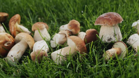 una gran cantidad de hongos del bosque se encuentran en la hierba verde. ingrediente para muchos platos gourmet. tiro deslizante