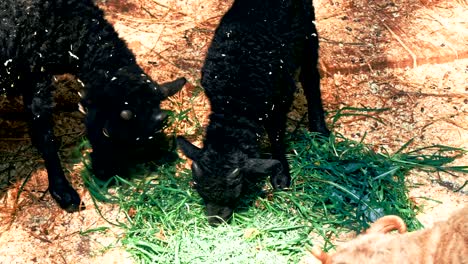 black goat in the farm