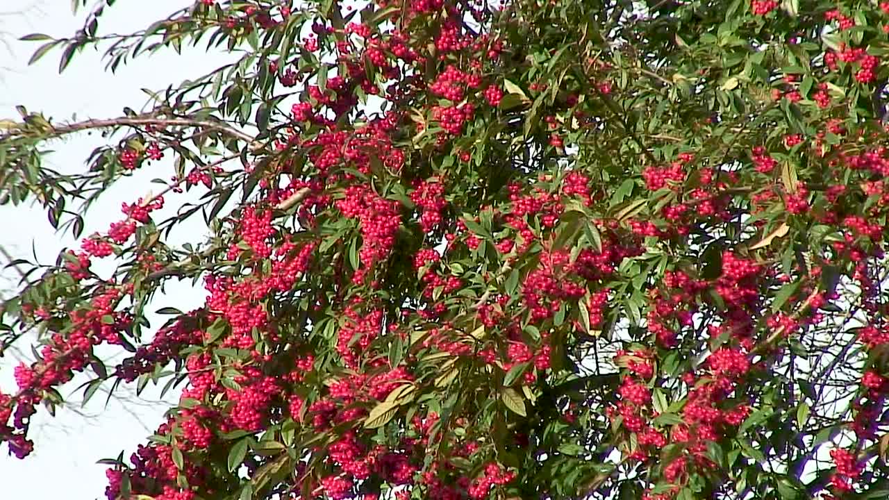 racimos de bayas rojas brillantes en el arbusto de piracanta que crece en un seto en el pueblo de braunston, rutland, inglaterra