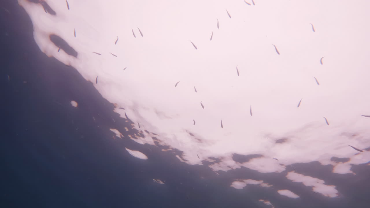 4k, 슬로모, 120fps로 물 표면의  ⁇ 빛에 대항하는 물고기 무리의 영화적인 수중 촬영