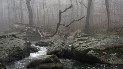 a wide view of a flowing river in the forest with trees overhanging the banks