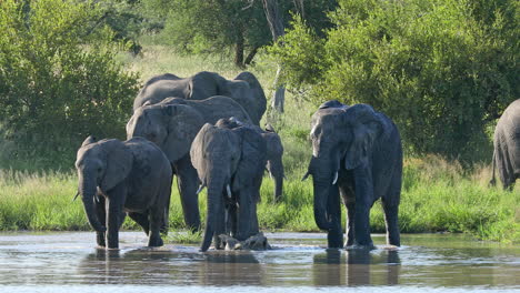 Eine-Herde-Wunderschöner-Afrikanischer-Elefanten,-Die-Sich-Im-Privaten-Klaserie-wildreservat-In-Südafrika-Erfrischen---Aus-Nächster-Nähe