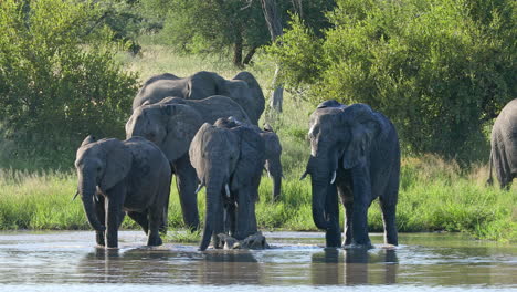 a herd of beautiful african elephants enjoying a splash in klaserie private game reserve in south africa - close up