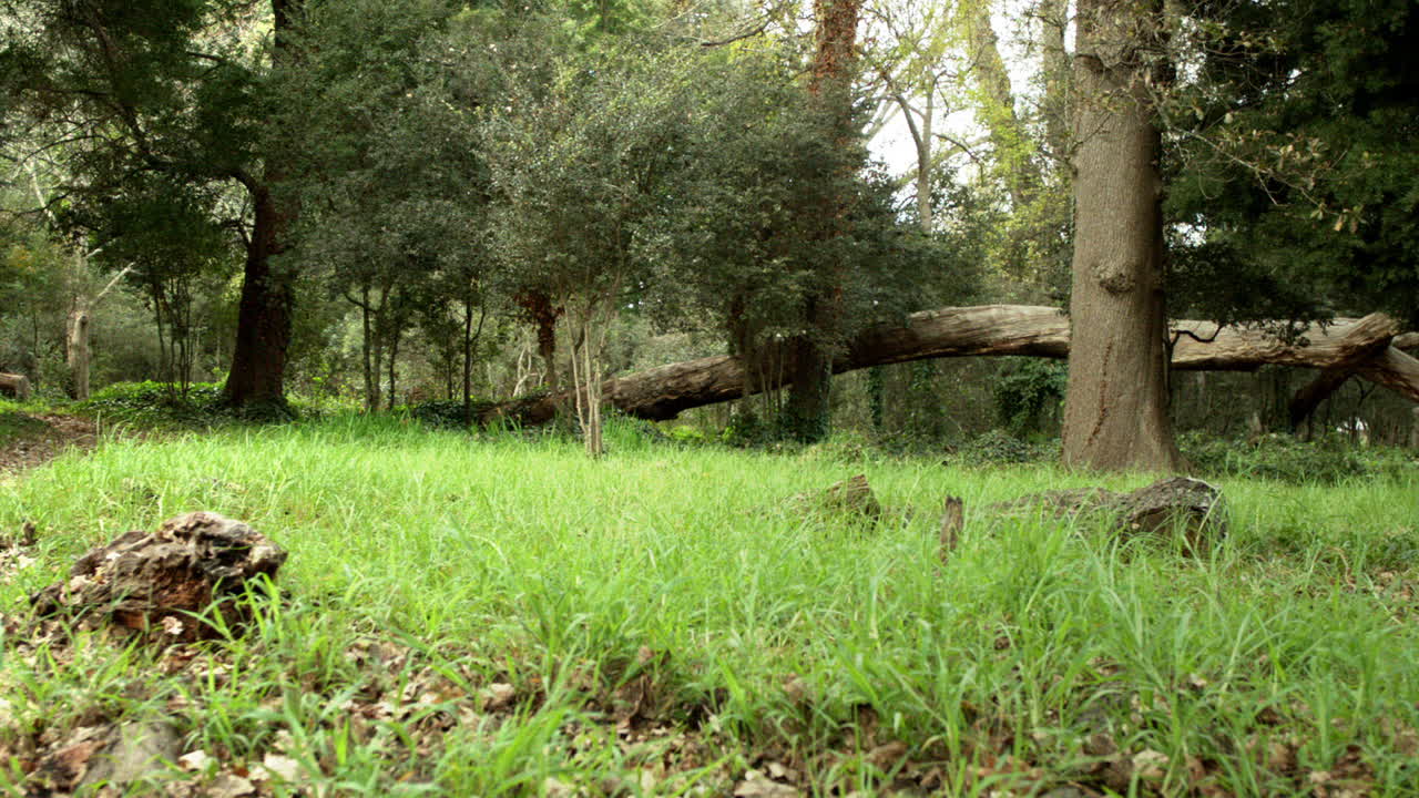 colpo grandangolare bloccato della foresta naturale in sud afica con flora della zona climatica boreale e temperata