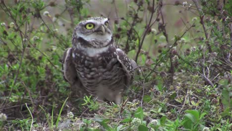 un búho de madriguera mira a su alrededor 3