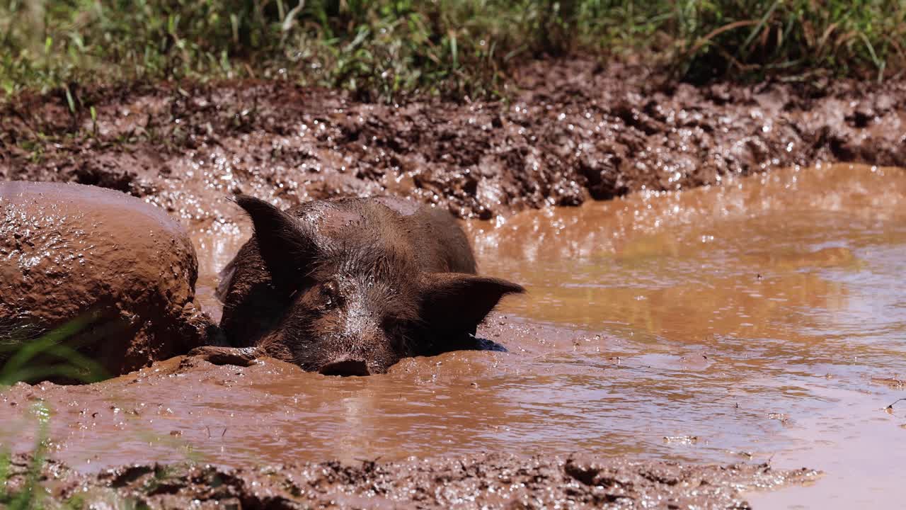 돼지는 진 웅이에서 행복하게 떠돌아다닙니다.