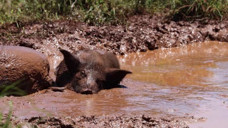 un cerdo se balancea felizmente en un charco de barro.