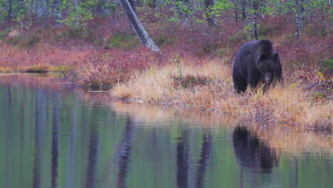 Grizzly-Bear-Walking-On-The-Lakeshore-With-Reflection-In-The-Water