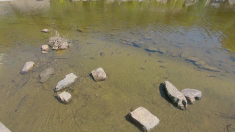 Pond-with-some-brown-fishes-in-Le-parc-de-rompré,-Ardennes,-Belgium,-Europe,-4K,-50fps