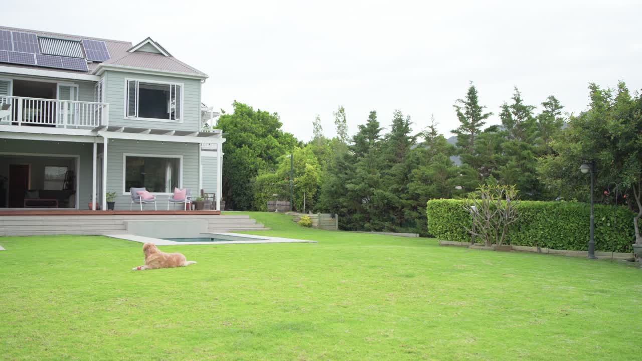 Golden dog is entering from left edge and is settling on lawn near pool to rest