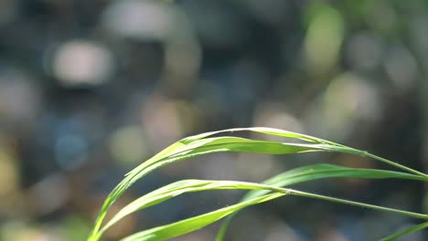 Close-up-of-a-blue-dragonfly-perched-on-reed,-Ebony-Jewelwing-flying-away-in-slowmotion