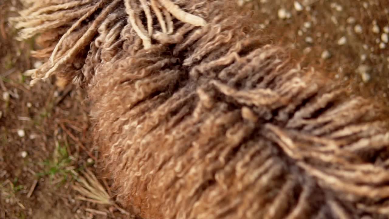 느린 동작으로 땅에서 오래된 공을 집어드는 긴 머리 갈색 물개