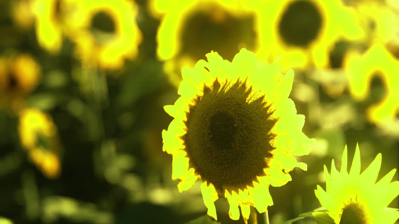 Sunflowers blooming in a vibrant field under bright sunlight