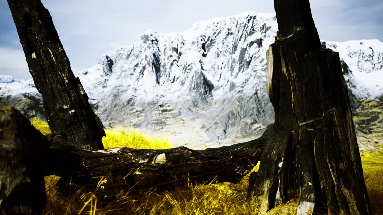 Scenic view of snow capped mountains framed by dark tree trunks