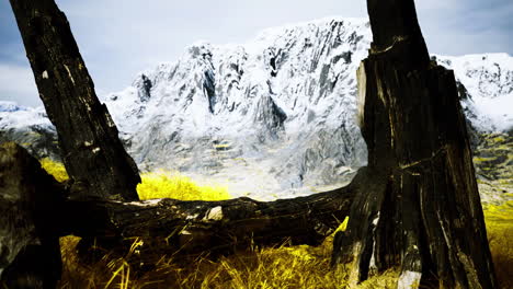 scenic view of snow capped mountains framed by dark tree trunks