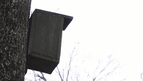 panoramic from one tree to a bird house fixing in the air