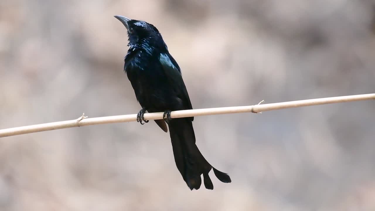 El drongo crestado es un ave asiática de la familia Dicruridae que antes se consideraba de la misma especie que el Dicrurus bracteatus o drongo spangled, por lo que puede ser difícil diferenciarlos.