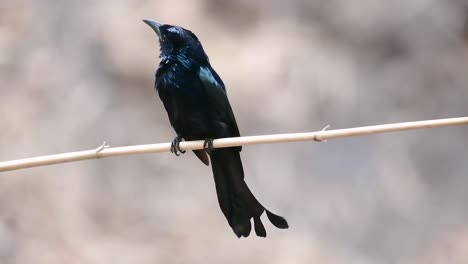 Der-Haarhauben-Drongo-Oder-Ist-In-Asien-Ein-Vogel-Aus-Der-Familie-Der-Dicruridae,-Der-Mit-Dicrurus-Bracteatus-Oder-Spangled-Drongo-Konspezifisch-War,-Bei-Dem-Es-Schwierig-Sein-Kann,-Ihn-Voneinander-Zu-Unterscheiden