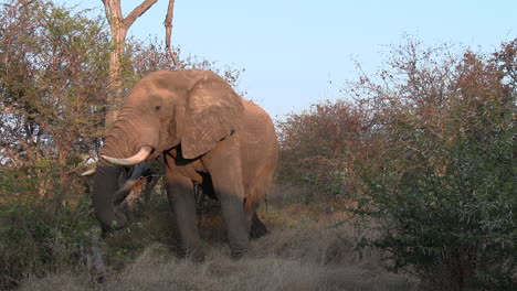 Un-Gran-Toro-Elefante-Alimentándose,-Con-Temporin-Goteando-De-Sus-Glándulas-Temporales,-Lo-Que-Es-Un-Signo-De-Musth