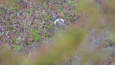 wild bird through the forest at la vérendrye wildlife reserve in quebec, canada. selective focus shot