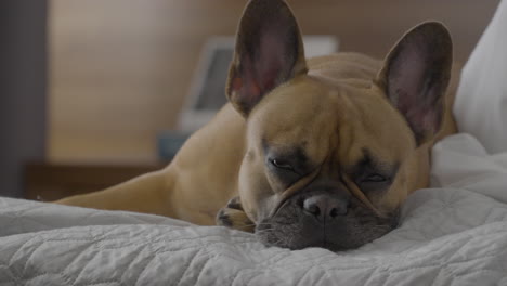 Cute-drowsy-French-bulldog-drifts-to-sleep,eyes-closing-in-relaxation