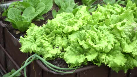 pan right bright green vegetables wet lettuce and spiring onion growing food