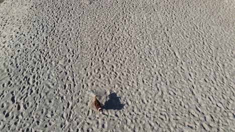 Dog-running-in-the-sand