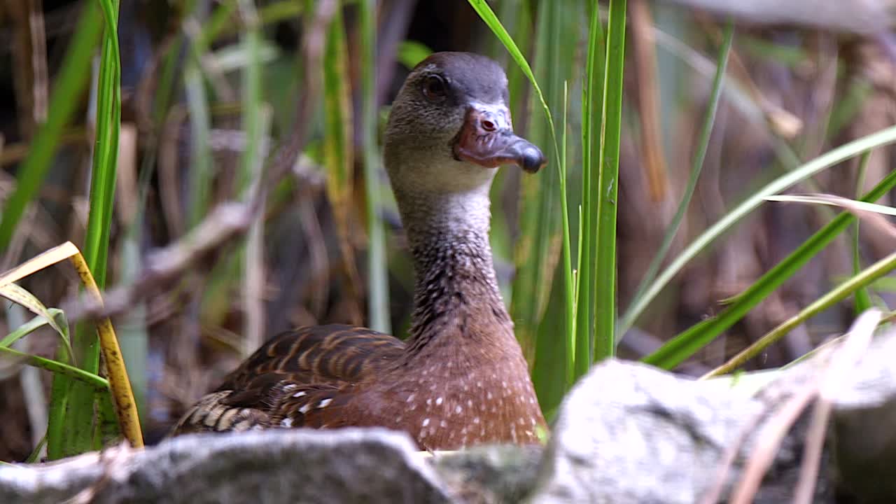 Whistling Duck Preening Itself And Biting Plants While Sitting On The Ground - Same Level Shot