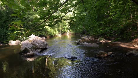 Disparo-De-Naturaleza-Río-Abajo-Bajo-La-Rama-De-Un-árbol