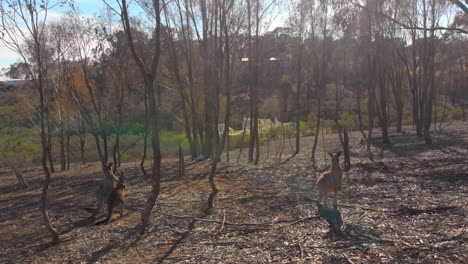 observando canguros jugando - madre de boxeo - niño en el área de los árboles