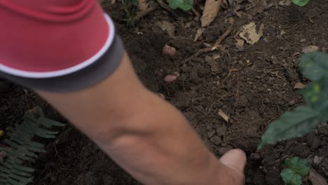 un agricultor está buscando gusanos y está cavando con ambas manos en el suelo de tierra que es bueno para su plantación de granos de café su mano está sucia y llena de arena en las tierras de cultivo de colombia en cámara lenta