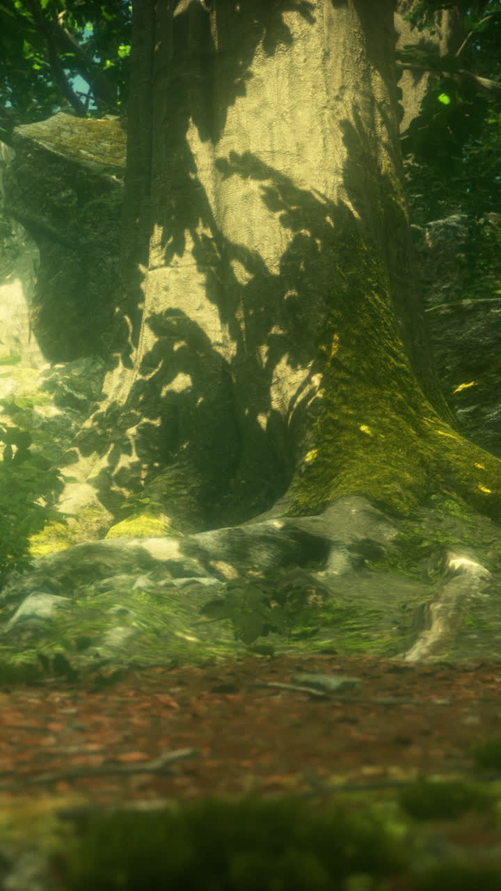 luz solar y sombras del suelo del bosque