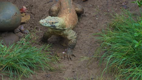 Young-Komodo-dragon-sniffing-for-prey-by-flicking-its-tongue-and-sensing-the-air