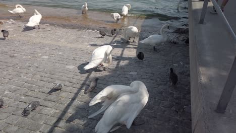 mercado de aves con cisnes, patos, gansos, teals y otras aves acuáticas en la orilla del lago de zúrich, suiza