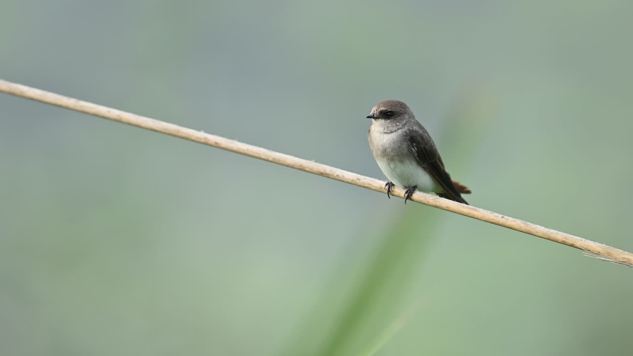 A Grey-throated Martin rests calmly on a perch in its natural habitat. Captures a rare still moment of this agile aerial insectivore known for constant flight