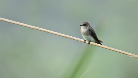 a grey-throated martin rests calmly on a perch in its natural habitat. captures a rare still moment of this agile aerial insectivore known for constant flight