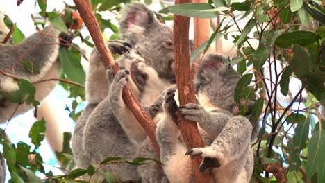 Cute-and-adorable-northern-koala,-phascolarctos-cinereus-spotted-scratching-its-fluffy-grey-fur-and-sleeping-on-the-tree-fork,-close-up-shot