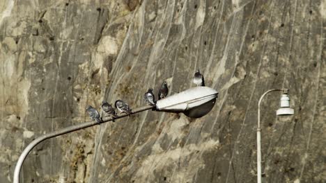 hopeful pigeons sitting perched waiting on street light lamp on urban city street