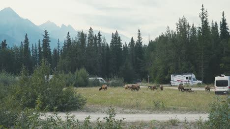 A-group-of-elk-are-eating-at-a-public-campsite,-surrounded-by-RVs-and-humans,-in-Jasper-National-Park,-in-the-landscape-of-Canada,-during-summer-season