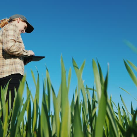 una agricultora que usa una tableta se encuentra en un campo de trigo verde
