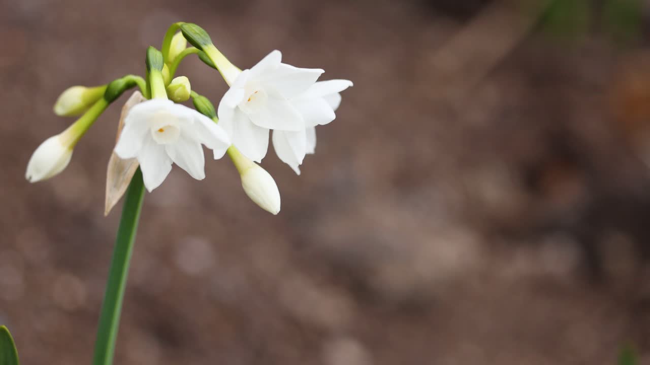 꽃이 피는 종이 색 나르시스 꽃의 클로즈업