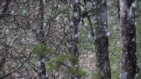 Una-Tormenta-De-Nieve-En-Primavera-En-Lo-Profundo-De-Los-Bosques,-Worcestershire,-Inglaterra