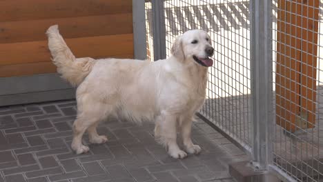 Purebred-golden-retriever-dog-wagging-its-tail,-inside-a-metal-fence