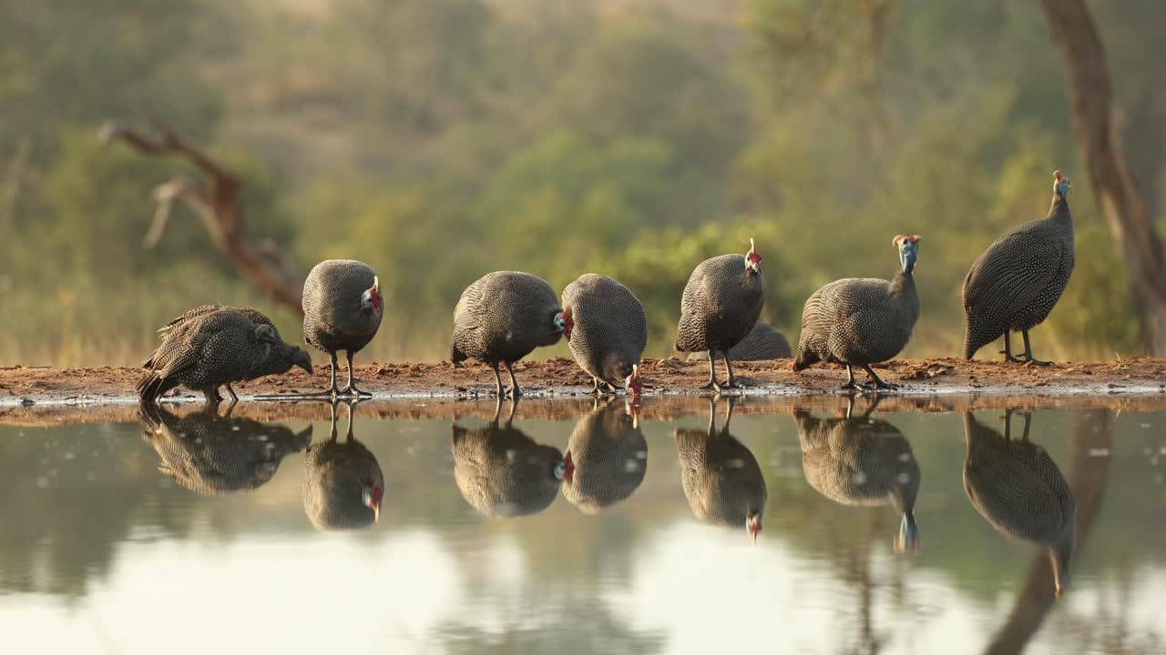 Wide shot of a flock of helmeted guinea fowl drinking at a waterhole in front of an underground hide, Greater Kruger