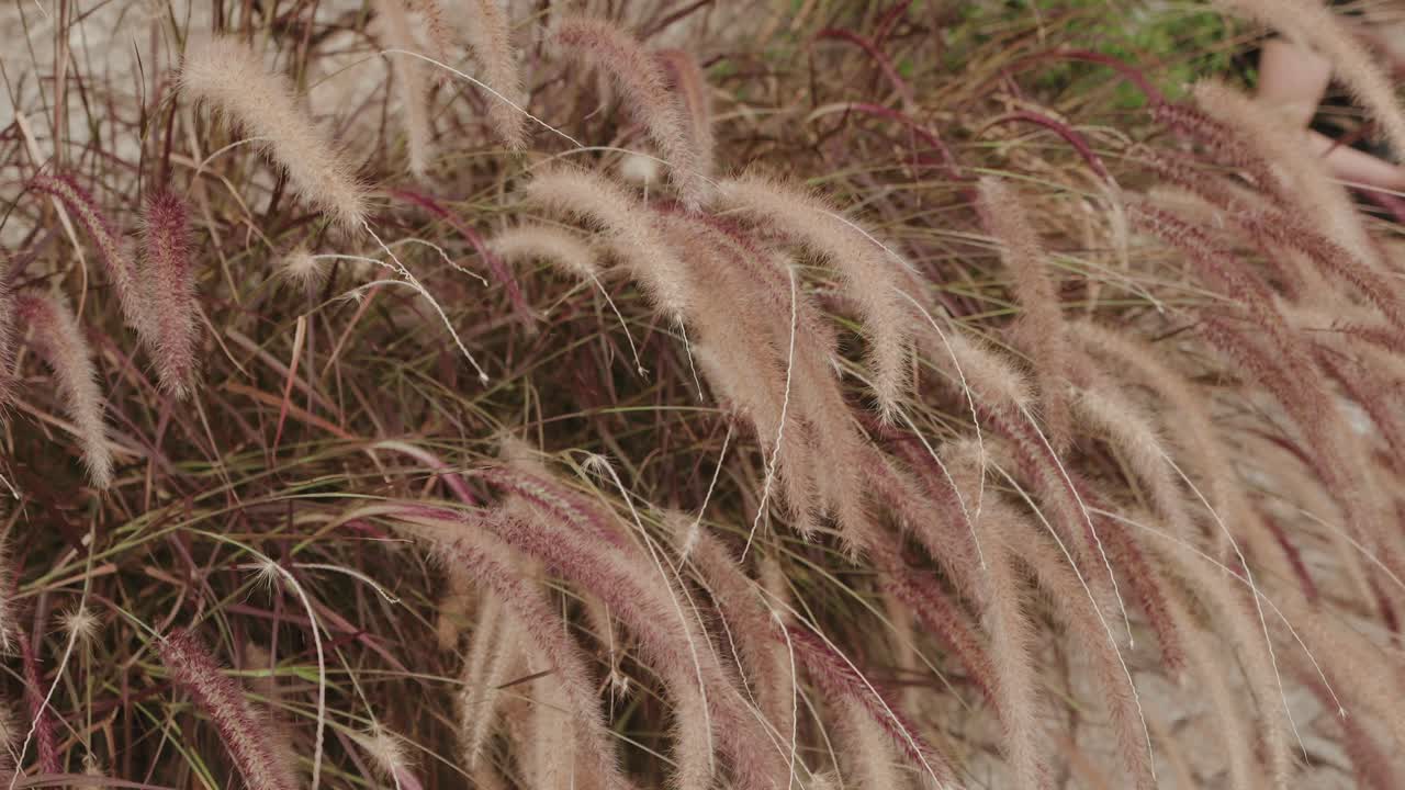 Soft beige and pink grass moving with a calm natural rhythm