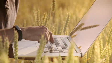 agronomist working on laptop in wheat field. man hand typing laptop keyboard