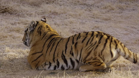 large tiger lying in the grass repositioning