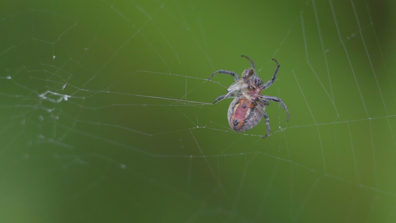 alpaya versicolor 거미줄에 걸린 후 생존을 위해 싸우는 dipteran